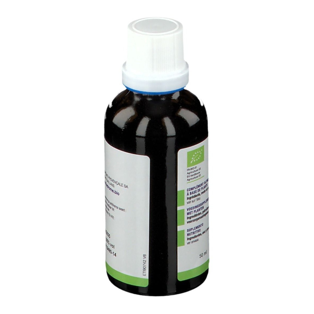 Cardère sauvages - dipsacus fullonum (racine) - 50 ml