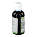 Cardère sauvages - dipsacus fullonum (racine) - 50 ml