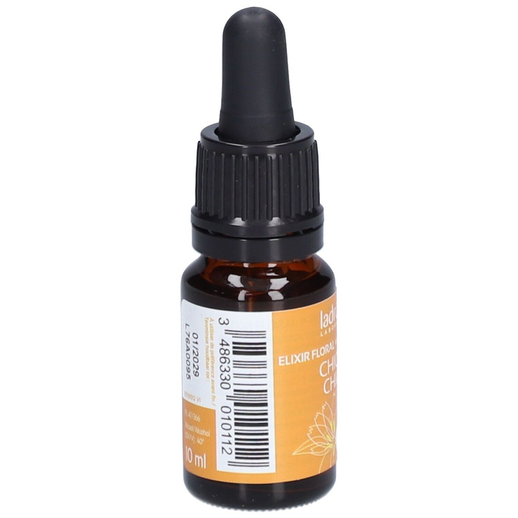 Chicorée sauvage - chicory n°8 - 10 ml