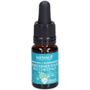 Marronier rouge - red chestnut n°25 - 10 ml