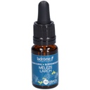 Mélèze d'europe - larch n°19 - 10 ml