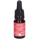 Plumbago - cerato n°5 - 10 ml