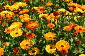 calendula