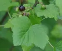 Feuille de cassis