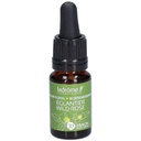 Églantier - wild rose n°37 - 10 ml