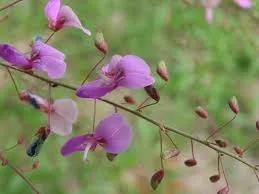 Desmodium