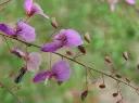 Desmodium