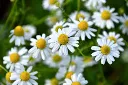 Camomille matricaire