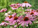 Echinacée