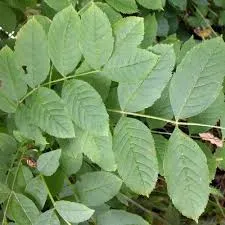 téléchargement - 2026-02-24T124032.658.webp