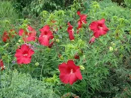 Hibiscus