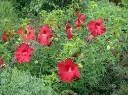 Hibiscus