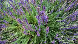 téléchargement - 2026-03-05T155658.478.webp