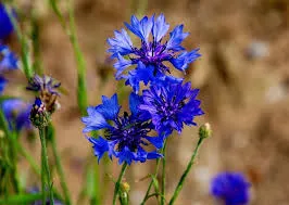Bleuet