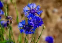 Bleuet