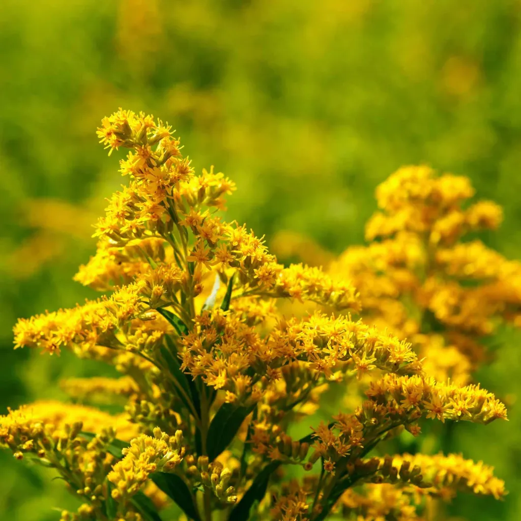 Verge-d-or-Solidago-virgaurea-plantes-et-recettes.webp