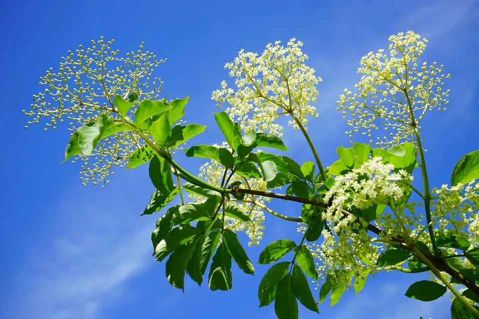 Rameau-Sambucus-nigra-C-Pixabay.webp