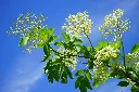 Rameau-Sambucus-nigra-C-Pixabay.webp