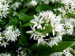 Ail des ours