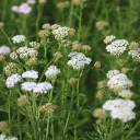 achillée millefeuilles fraiches