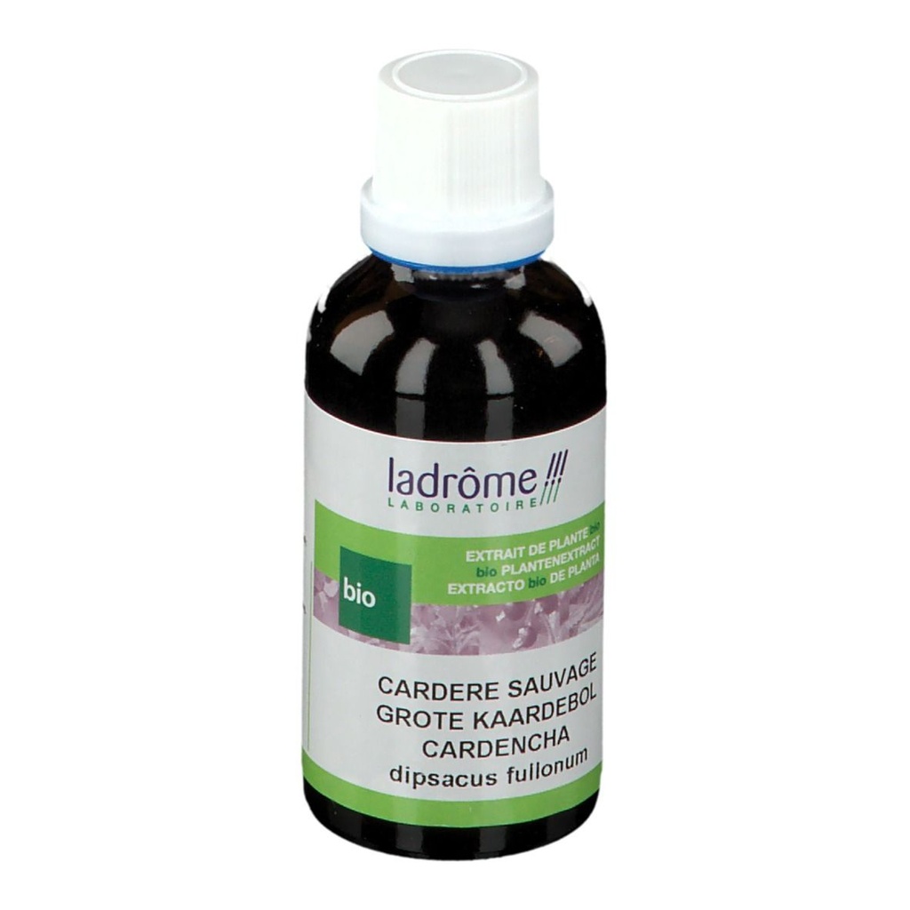 Teinture mère de Cardère sauvages - dipsacus fullonum (racine) - 50 ml
