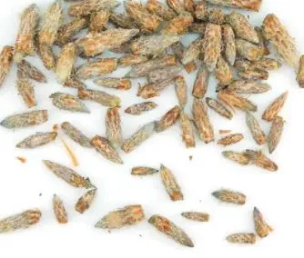 Aiguilles de pin sylvestre vrac