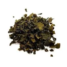 Fucus vesiculosus - Thalle coupé