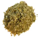 Houblon - Humulus lupulus - Cône coupé