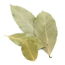 Laurier feuilles