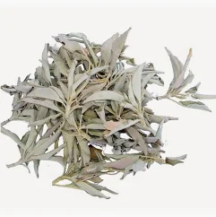 Sauge blanche feuille entière