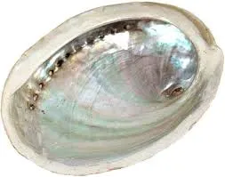 Coquille d'ormeau 15-16cm
