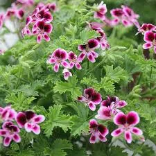 Fragrance 10ml citronnelle géranium