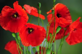 Fragrance 10ml coquelicot