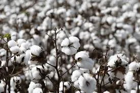 Fragrance 10ml coton
