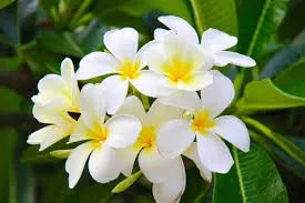 Fragrance 10ml fleur de tiaré / Monoï