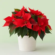 Fragrance 10ml fleur de Noël