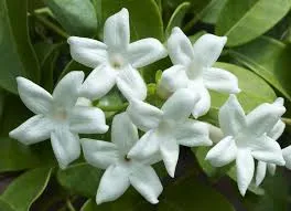 Fragrance 10ml jasmin