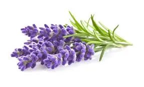 Fragrance 10ml lavande