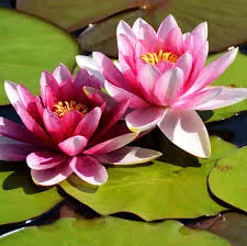 Fragrance 10ml lotus