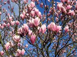 Fragrance 10ml magnolia