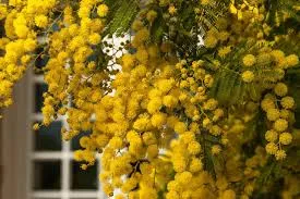 Fragrance 10ml mimosa