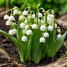 Fragrance 10ml muguet