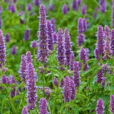 Fragrance 10ml patchouli