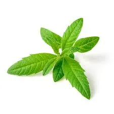 Fragrance 10ml verveine