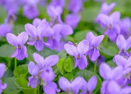 Fragrance 10ml violette