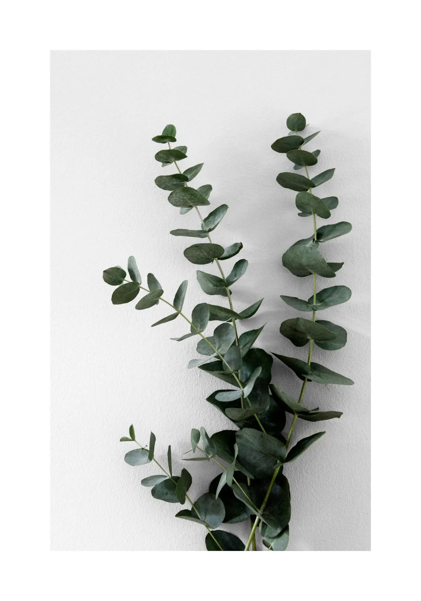 Hydrolat d'eucalyptus 200ml