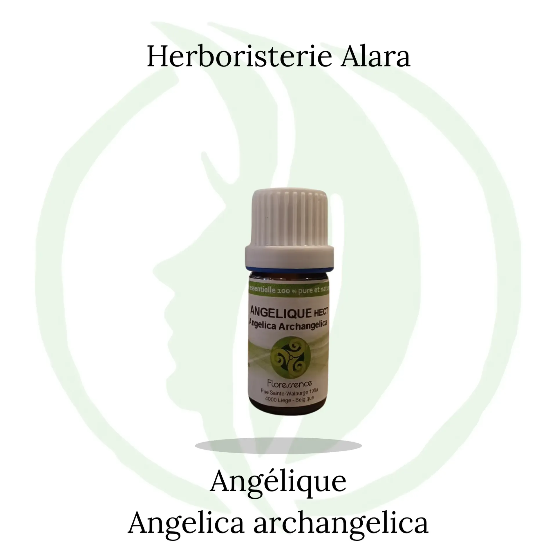 Angélique (Angelica Archangelica) - 5ml