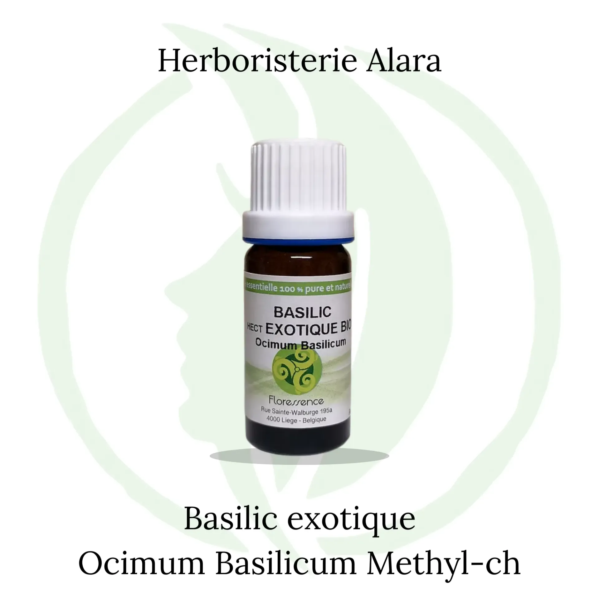 Basilic exotique (Ocimum Basilicum Methyl-ch) - 10ml