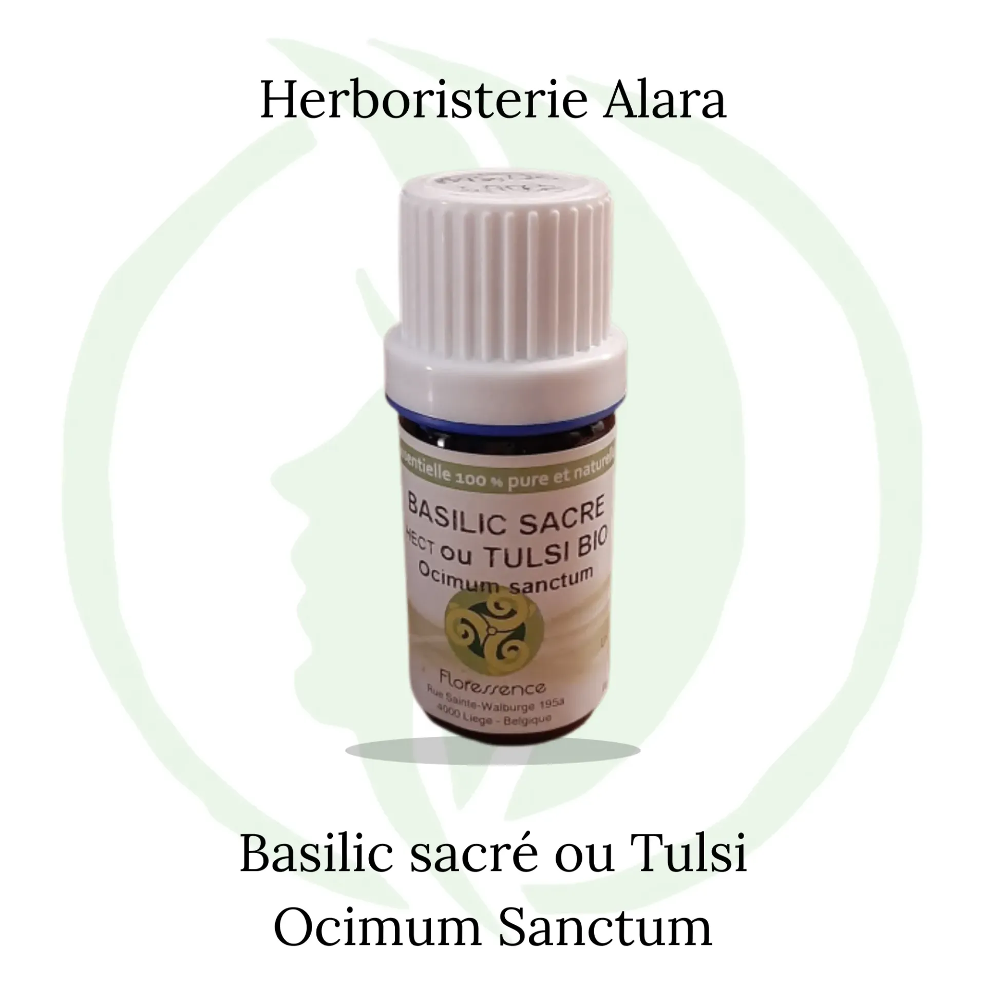 Basilic sacré ou Tulsi(Ocimum Sanctum) - 10ml