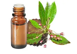 Bois de rose (Aniba Rosae) BIO - 10ml